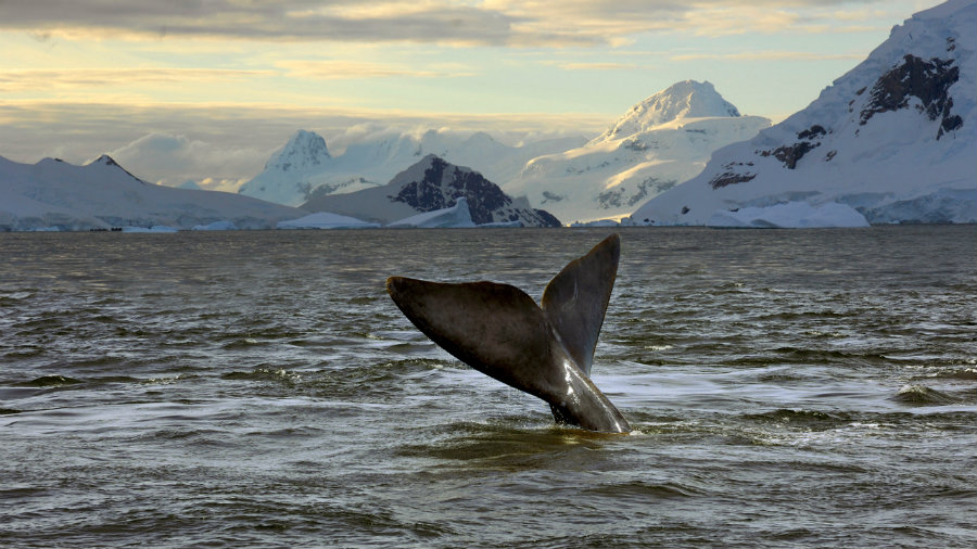 The CCAMLR established this week that the Ross Sea will become a Marine Protection Area. Photo credit: The Huffington Post