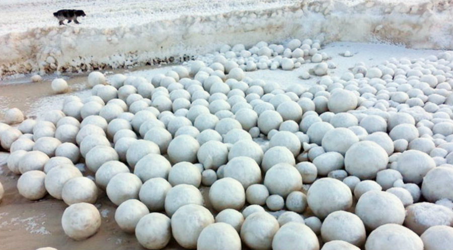 Siberian snowballs. Photo credit: The Siberian Times, Sergey Bychenkov