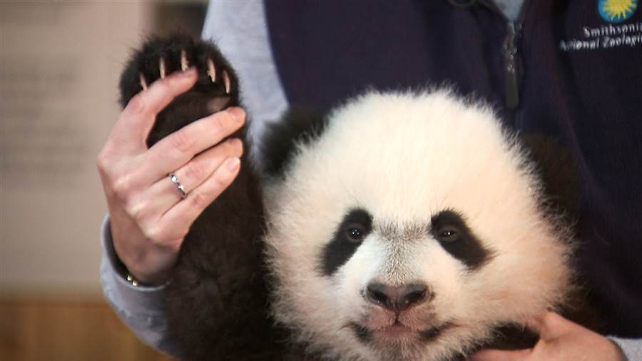 As he recovers, Bei Bei will eat sweet potatoes and pears. Photo credit: Today