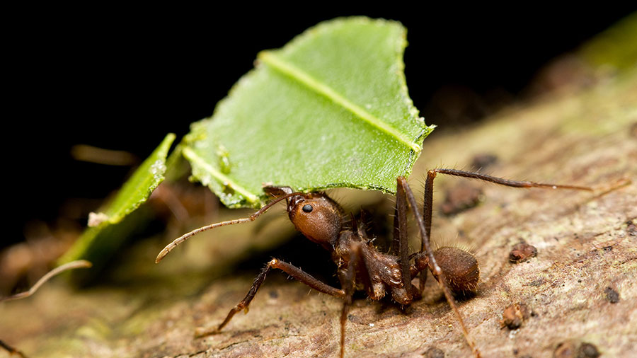 fijian-ants-agriculture