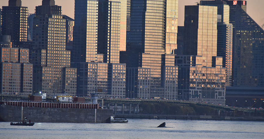 humpback-whale-hudson