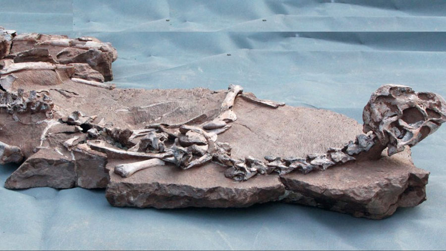 tongtianlong-fossil