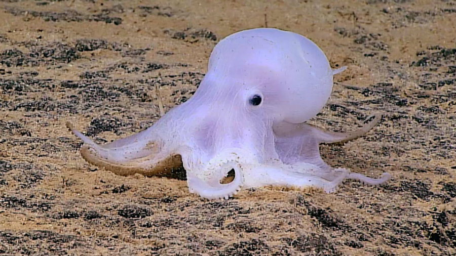 In March of this year, the world met an adorable octopod without pigment that was called “Casper.” Photo credit: Flipboard