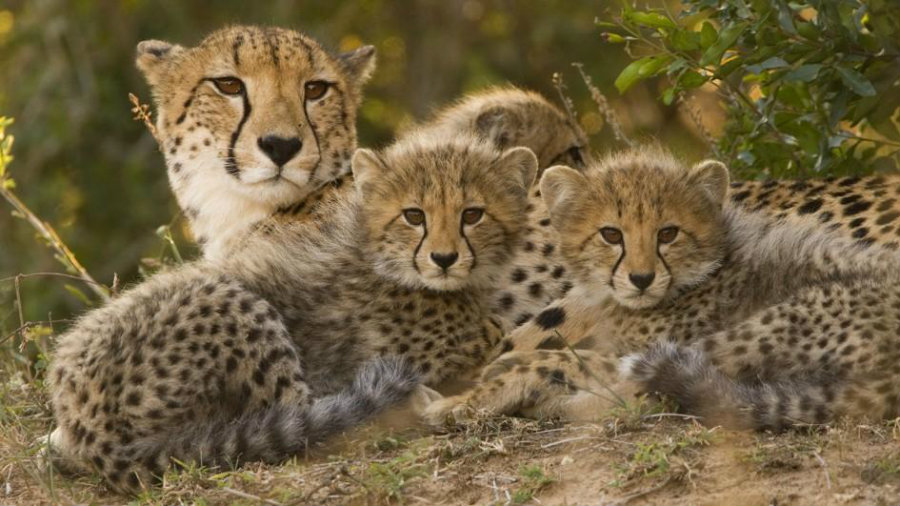 A recent report shows how cheetah populations around the world have decreased dramatically. Photo credit: Nat Geo Kids