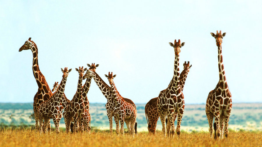 Giraffes are facing different challenges in some of its primary habitats across East, Central and West Africa. Photo credit: Toonts.com