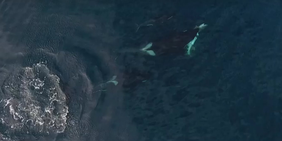 The footage was captured by drone photographer and videographer Slater Moore Tuesday while he was with a whale watch tour group. Photo credit: Monterey Bay Whale Watch 