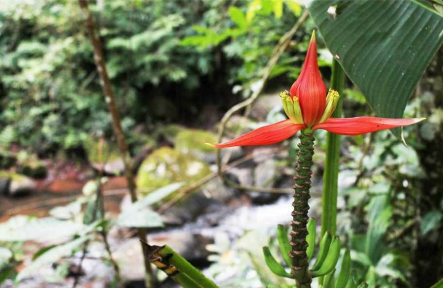 The rare wild banana stood out from the recently discovered plants because of its red flower blossom. Photo credit: Novataxa.blogspot.fr