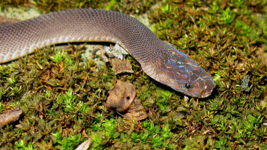 The rainbow-headed snake reflects the color of the rainbow on its head and was discovered in northern Laos. Photo credit: Live Bip