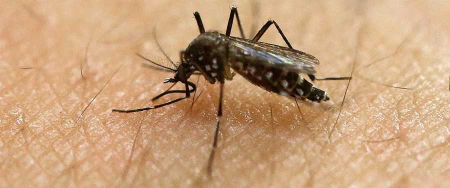 Florida is now a Zika-free zone. Photo credit: ABC News