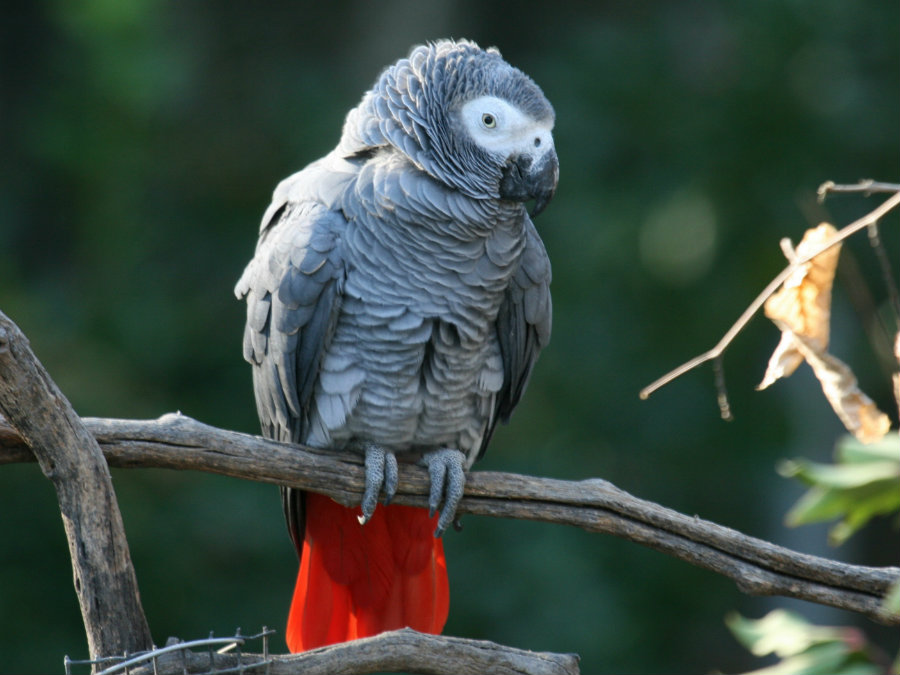 The African gray parrot is a prized pet because of its intelligence and his ability to mimic human speech. Photo credit: Hdwallpaperbackgrounds.net