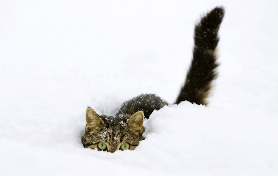 Freezing temperatures could affect pets and other animals, putting their lives at risk. Photo credit: Allwallpaper.in