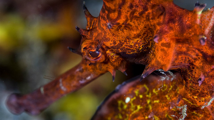 Scientists are studying the evolution of seahorses. Photo credit: WaterFrame / Alamy Stock Photo / Science Mag