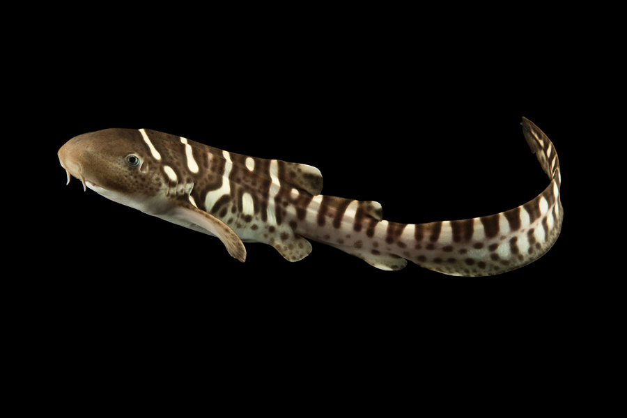 A female zebra shark in Australia learned to reproduce without a male. Photo credit: Joel Sartore, National Geographic Photo Ark / Getty / New Scientist