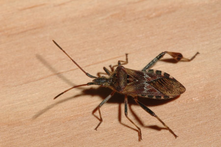 Chagas Disease Is Deadlier Than Previously Thought