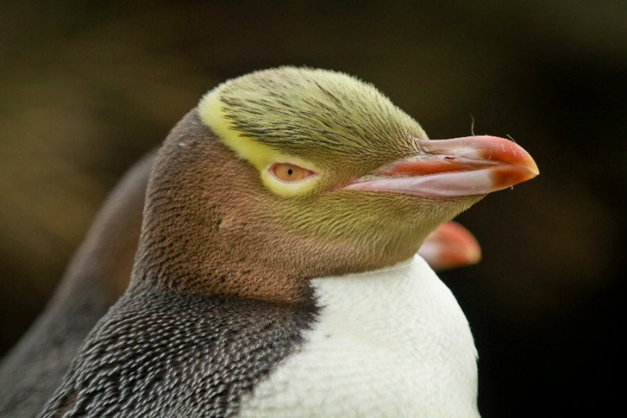 New Zealand’s yellow-eyed penguins are close to extinction. Image credit: Penguinplace.co.nz