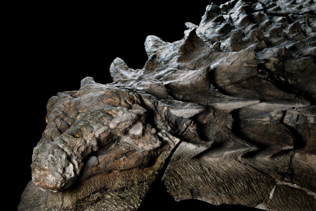 The World s Best preserved Dinosaur Is Now On Display In Alberta