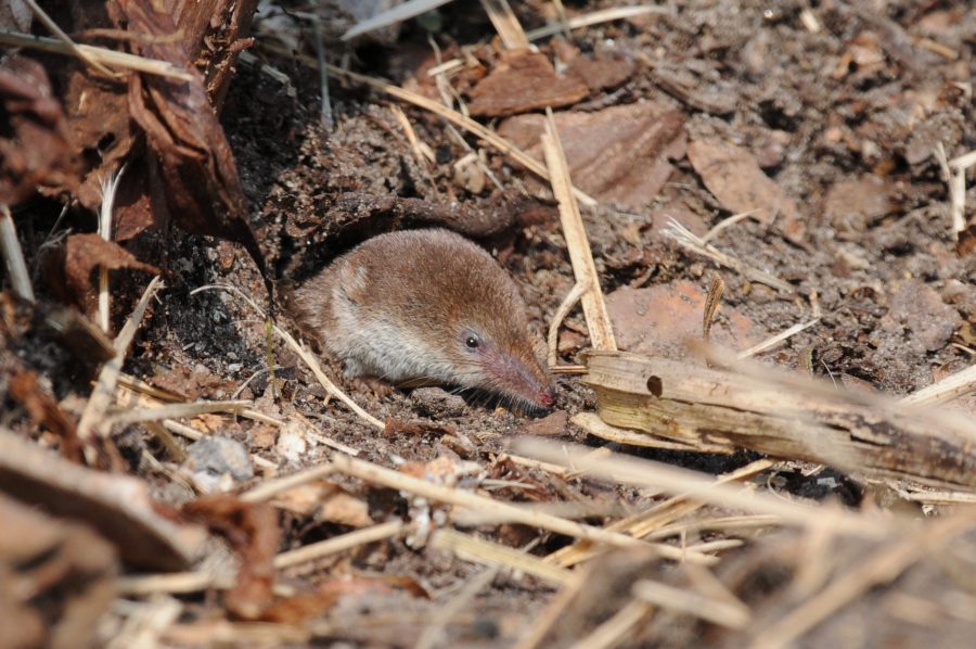 shrews-are-able-to-reduce-their-brain-size-during-winter