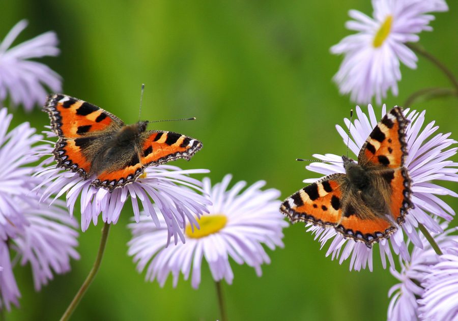 Flying insects Germany, Insect population decline