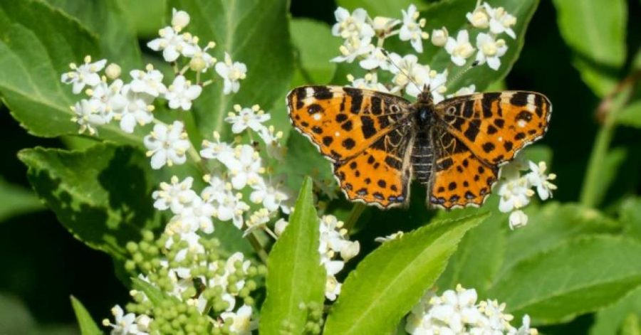 Flying insects Germany, Insect population decline