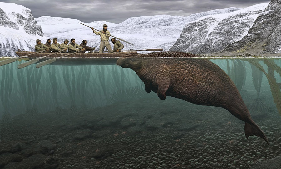 Russian researchers find an extinct sea cow