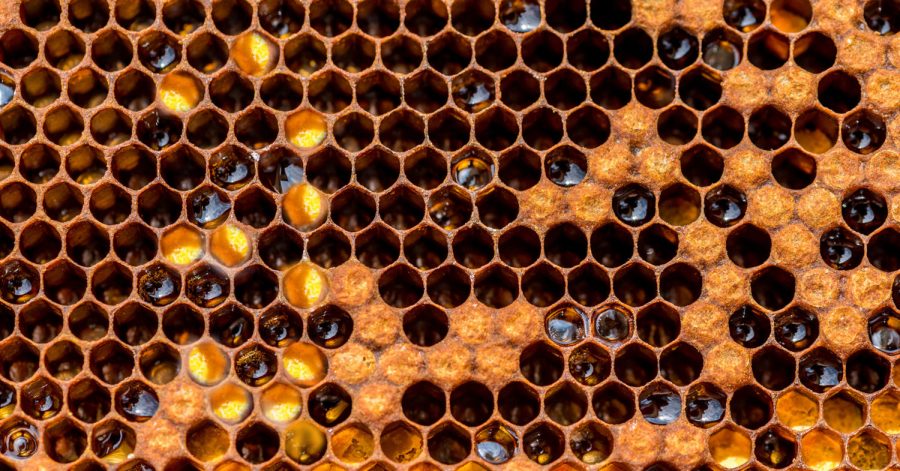 Honeybees conservation endangers wildlife