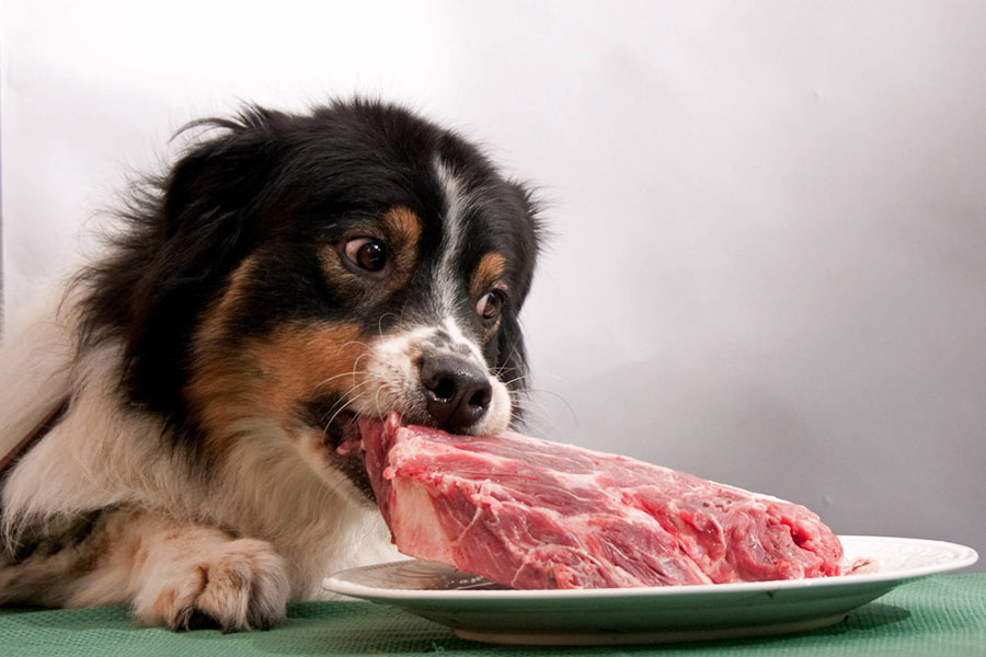 Raw food dangerous to cats and dogs, Raw food has E coli and other bacteria