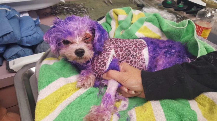 Animal cruelty in Florida, Dog with purple dyed hair, Pinellas County Animal Services rescued dog, Rescued dog in Florida