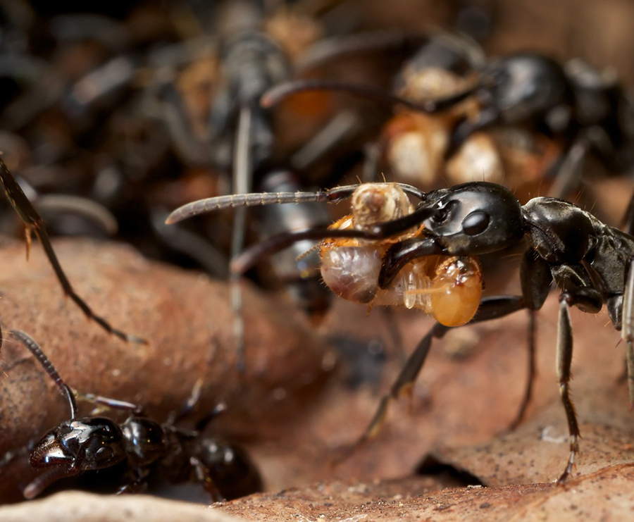 Hunting-animals using their saliva to cure similar, Ants gathering the wounded individuals to treat them