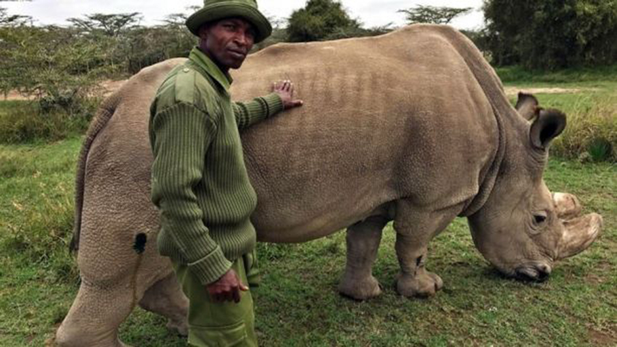 Northern white rhinoceros, Sudan, White rhinoceros, Rhinoceros