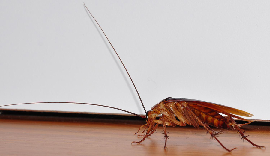 Cockroaches, American cockroach, DNA, Pests