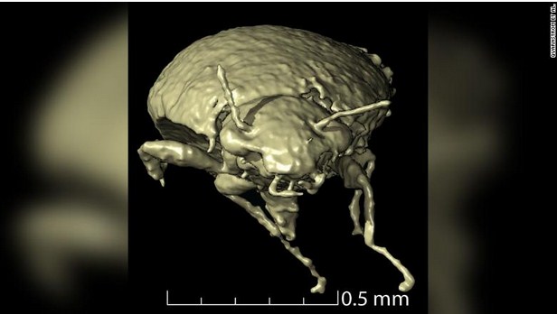 230-Million-Year-Old Undocumented Beetle Species Found In Fossilized Dinosaur Poop