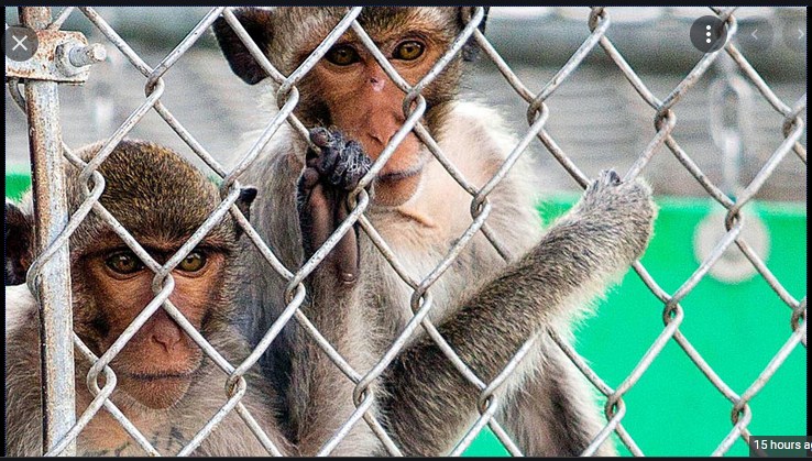 Escaped Monkeys in Pennsylvania Truck Crash Captured After Police Warning