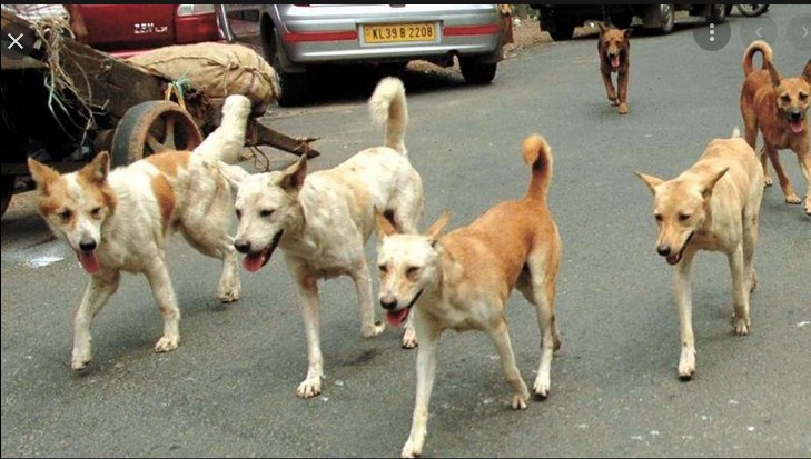 150 Ukrainian Dogs Turned Back At Polish Border after Surviving Death and Hunger