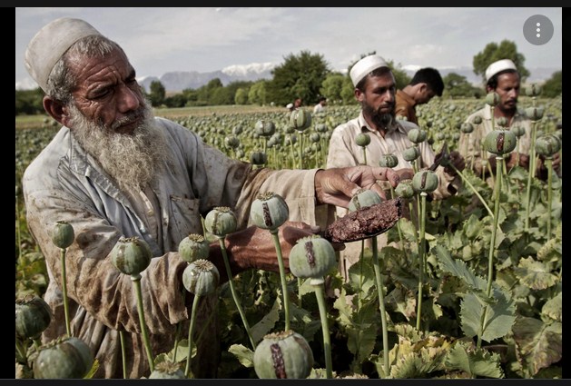 Taliban Bans Poppy Cultivation and Harvest, Threatens To Deal with Farmers