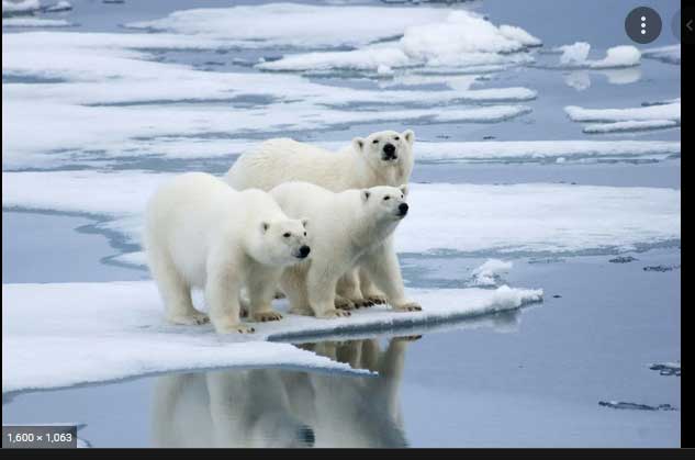 Scientists Discover Genetically Isolated Polar Bears in Greenland