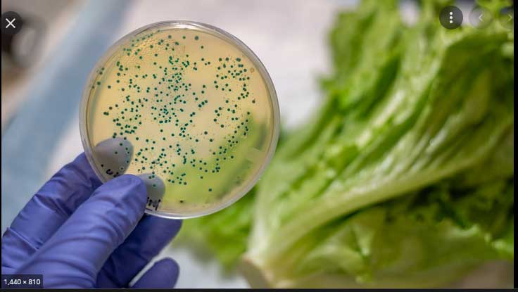 Listeria Outbreak Leads to 22 Hospitalizations, Pregnancy Loss, and One Death