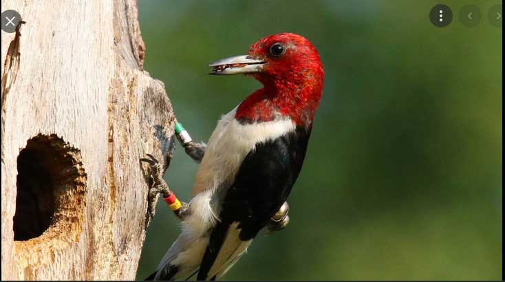 Researchers Analyze How Woodpeckers Drill Into Trees without Sustaining Brain Damage