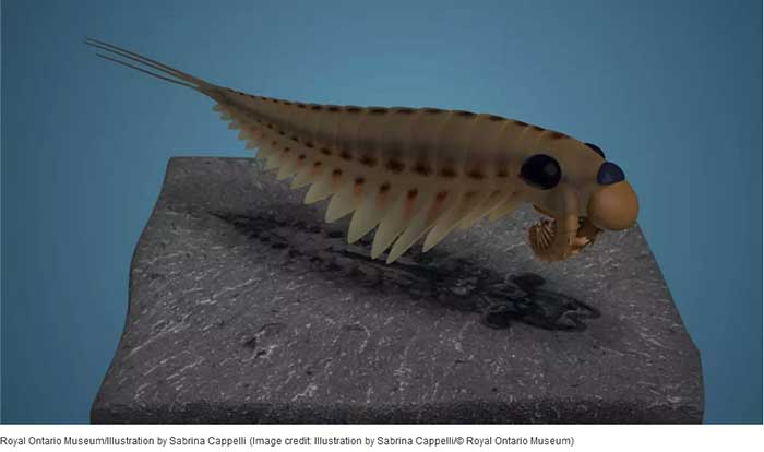 Researchers Find 3-Eyed Marine Predator That Existed 506 Million Years Ago