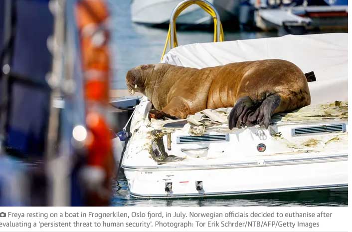 Norway Kills 1,300-Pound Walrus Named Freya that Crowds Would Not Leave Alone