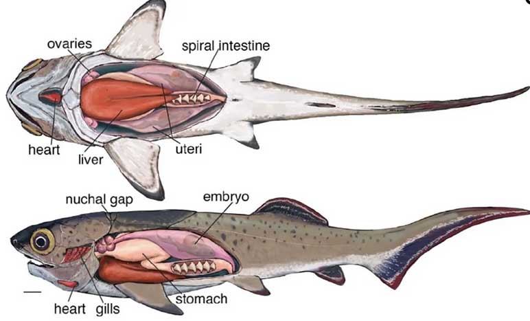 Scientists Find Preserved Heart and Organs of Fish That Lived 380 Million Years Ago