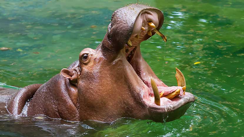 Man Scares Hippo Away After Swallowing Two-Year-Old Boy Halfway In Uganda