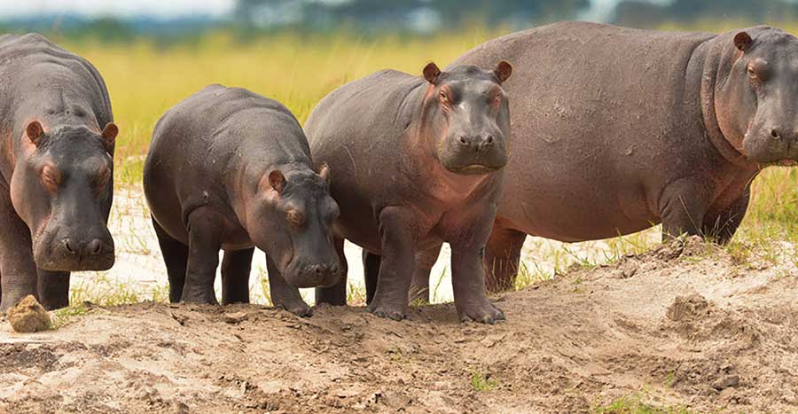 Colombia is Moving 70 Hippos Belonging to Pablo Escobar to India and Mexico